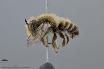 Media type: image;   Entomology 785735 Aspect: habitus lateral view